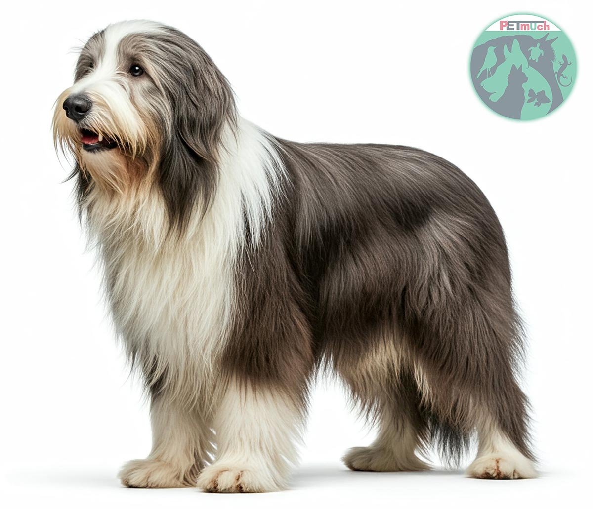 Bearded Collie Standing - AI Generated Image