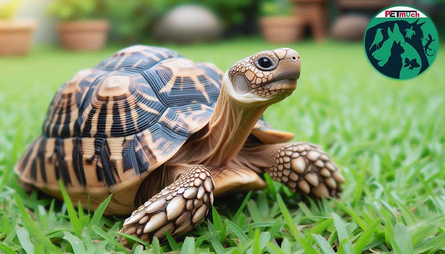 Pet Indian Star Tortoise in the lawn