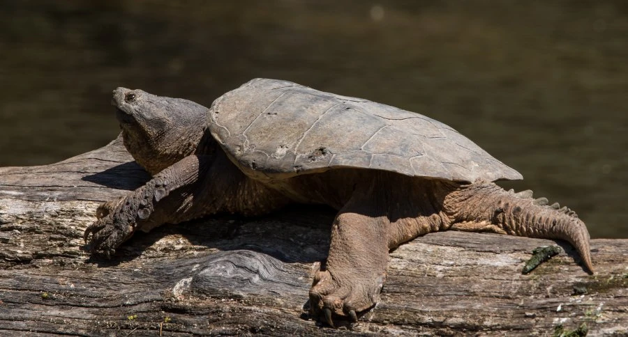 Common Snapping Turtle resting in the wild