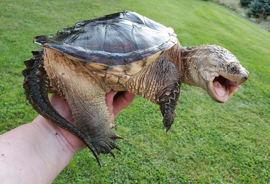 Common Snapping Turtle being hand held