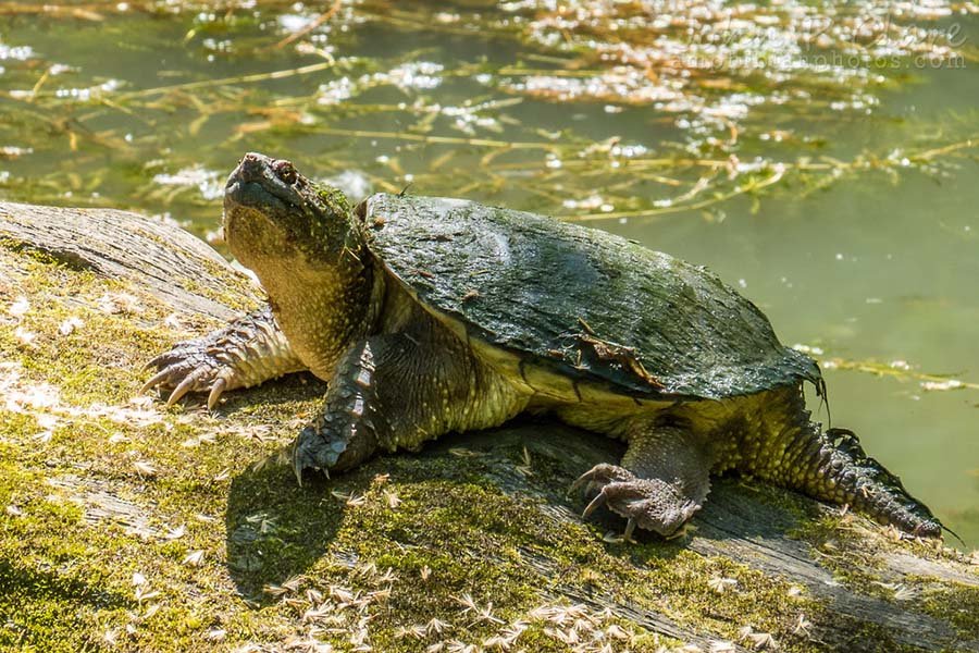 Common Snapping Turtle inside semi aquatic enclosure