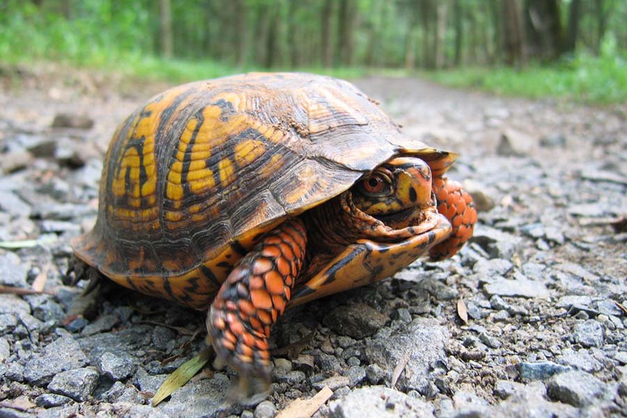 Eastern Box turtle Image