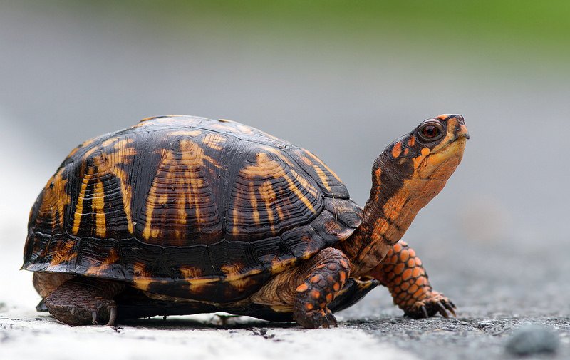 Pet Eastern Box Turtle photo