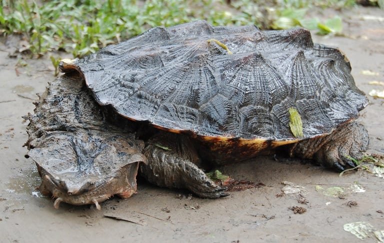 Mata Mata Turtle photo