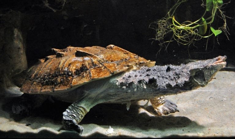 Mata Mata Turtle in the wild