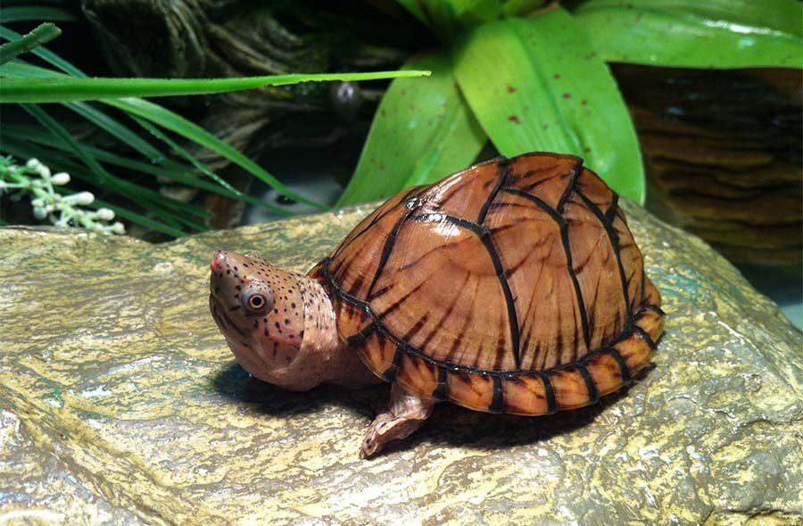 Pet Razor-Backed Musk Turtle inside tank
