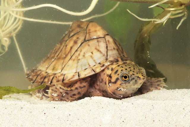 Razor-Backed Musk Turtle in Indoor Habitat