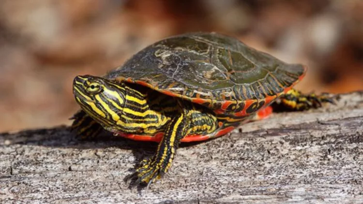 Western Painted Turtle resting