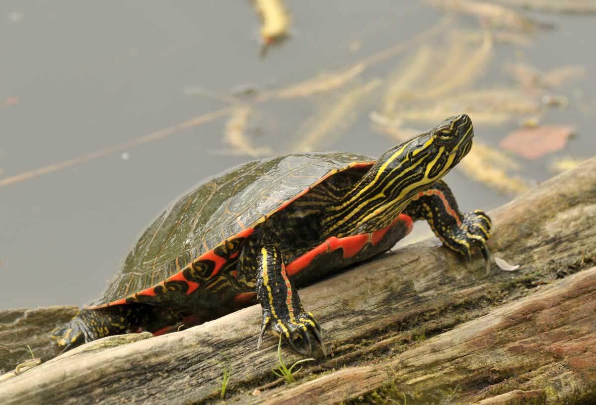 Western Painted Turtle in habitat