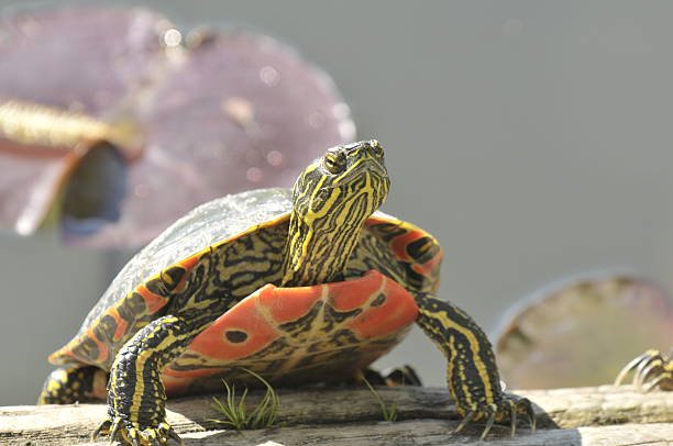 Western Painted Turtle in the wild