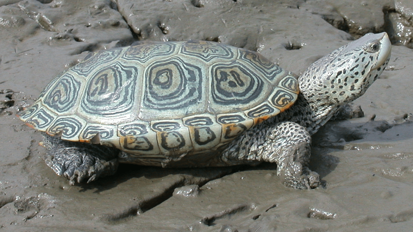 Northern Diamondback Terrapin photo in the wild