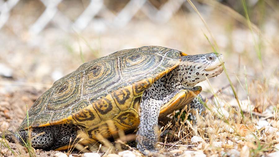Northern Diamondback Terrapin turtle in habitat