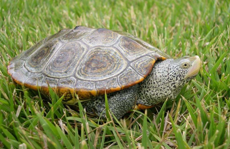Northern Diamondback Terrapin in the wild