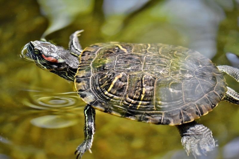 Red-eared Slider Turtle