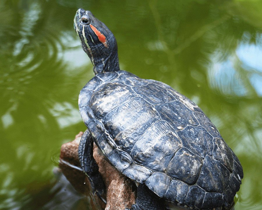 Red-eared Slider Turtle