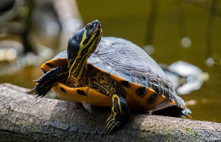 Yellow-bellied Slider Turtle
