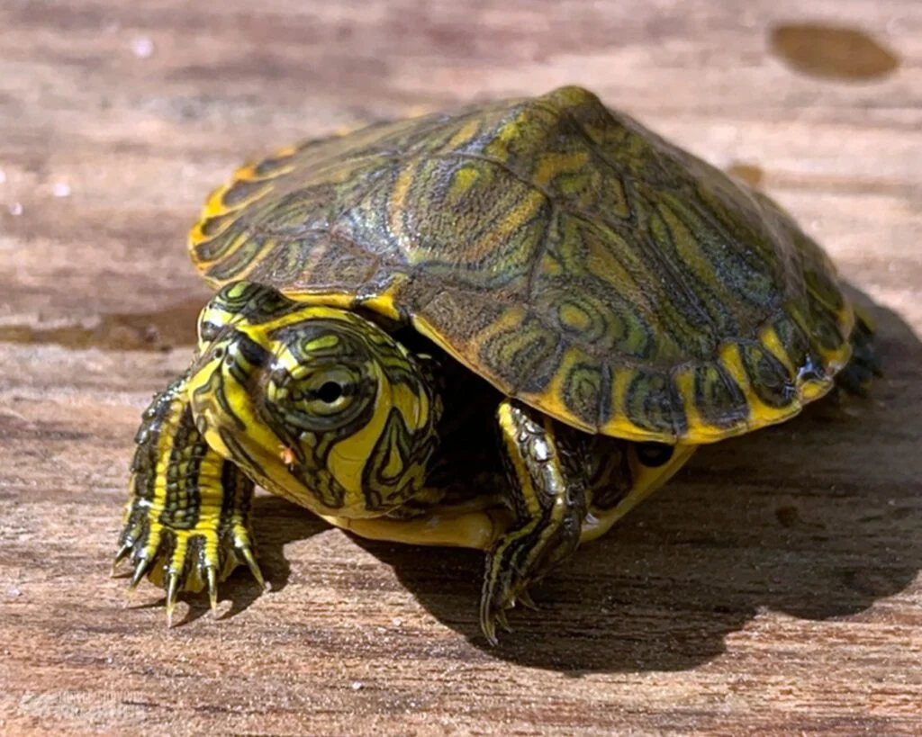 Yellow-bellied Slider Turtle