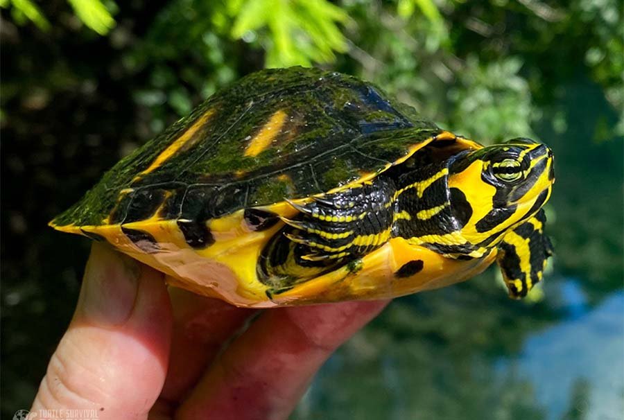 Yellow-bellied Slider Turtle