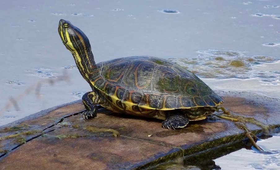 Mesoamerican Slider Turtle resting