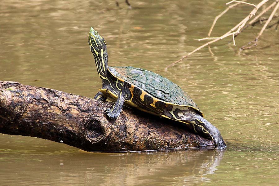 Mesoamerican Slider Turtle in the wild