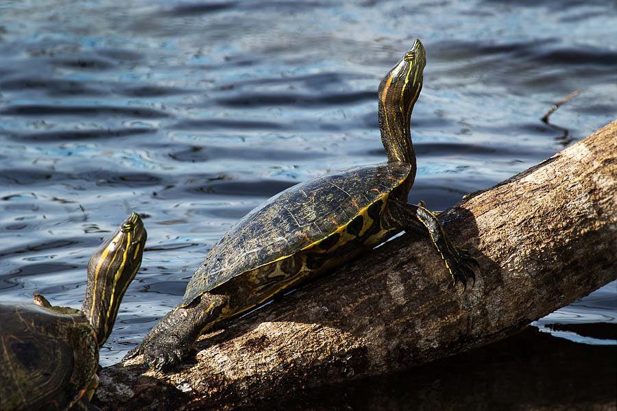 Mesoamerican Slider Turtle in natural habitat