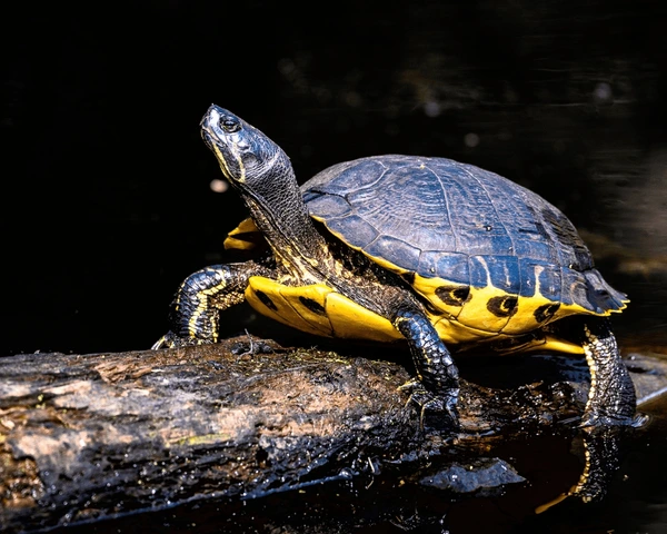 Cumberland Slider Turtle resting