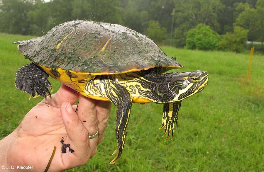 Cumberland Slider Turtle hand held