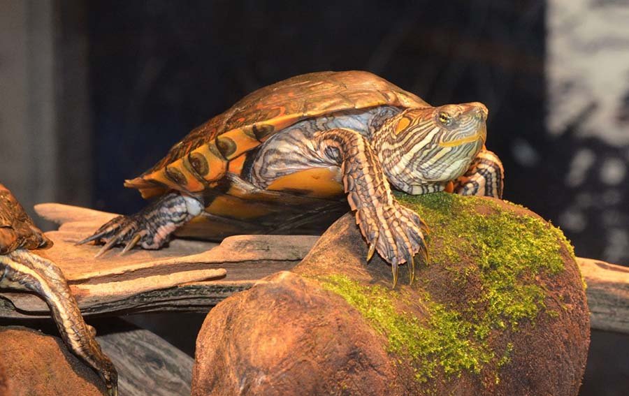 Big Bend Slider Turtle in habitat
