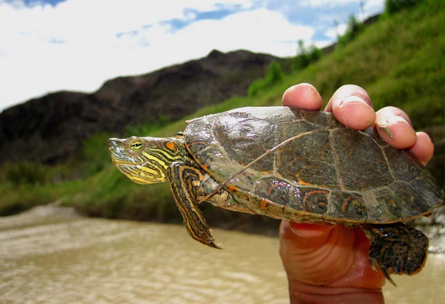 Big Bend Slider Turtle hand held