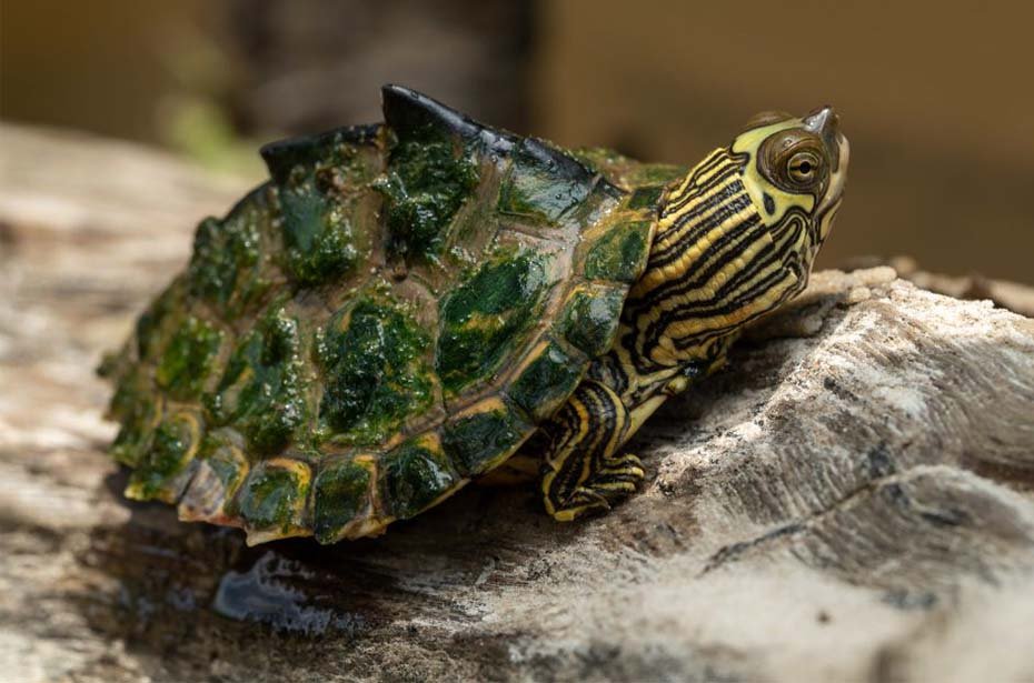 Black-knobbed Map Turtle in indoor habitat