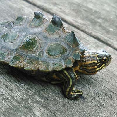 Black-knobbed Map Turtle in habitat
