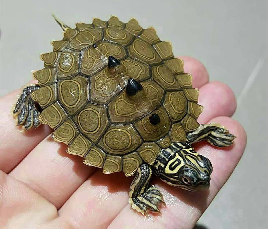 Black-knobbed Map Turtle hand held