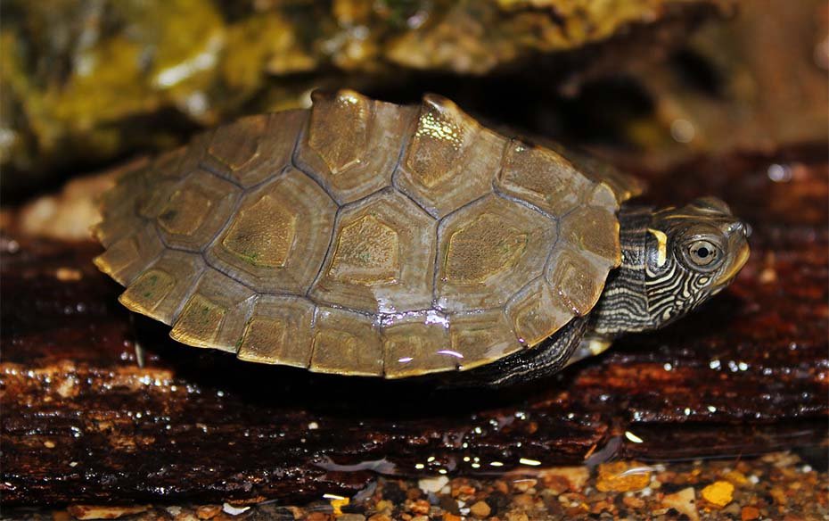 False Map Turtle in Habitat