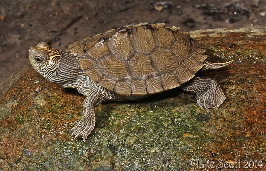 False Map Turtle sun bathing