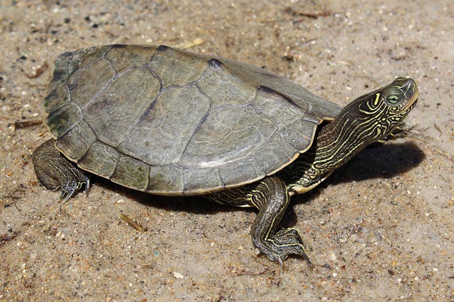 False Map Turtle in the wild