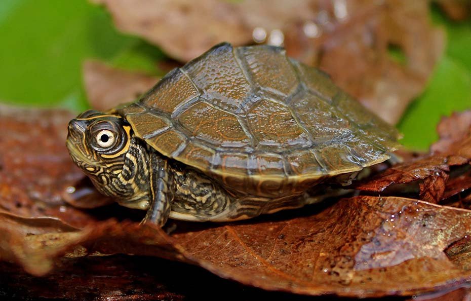 Mississippi Map Turtle in the habitat