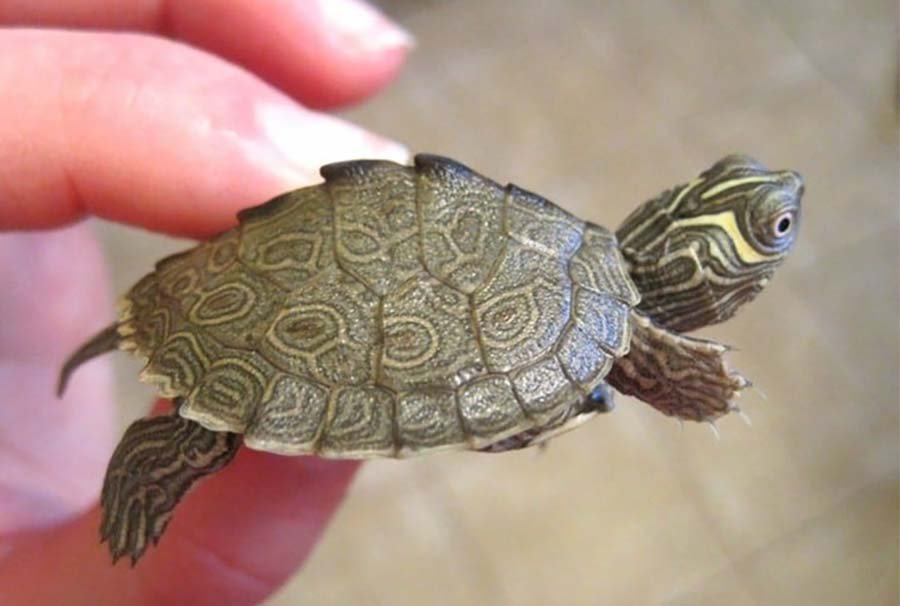 Mississippi Map Turtle hand held