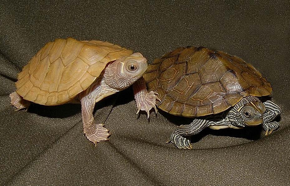 Normal and Leucistic Mississippi Map Turtle in pet store