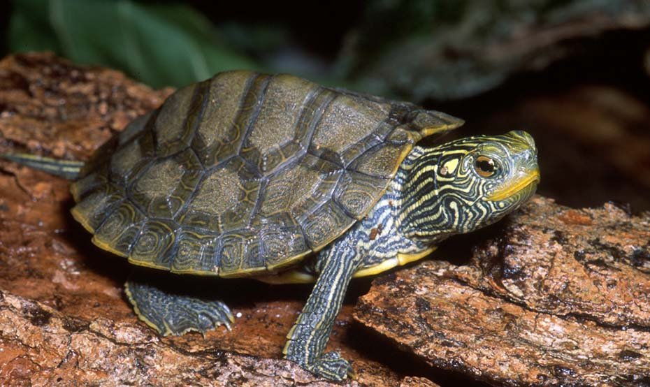 Northern Map Turtle in the wild