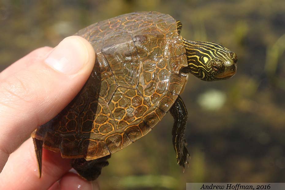 Northern Map Turtle hand held