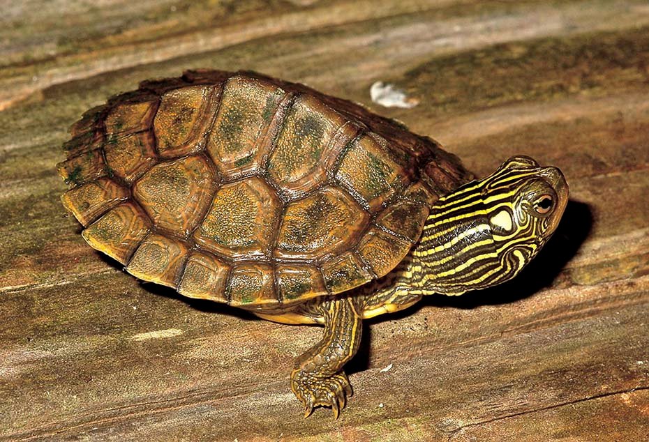 Northern Map Turtle in habitat