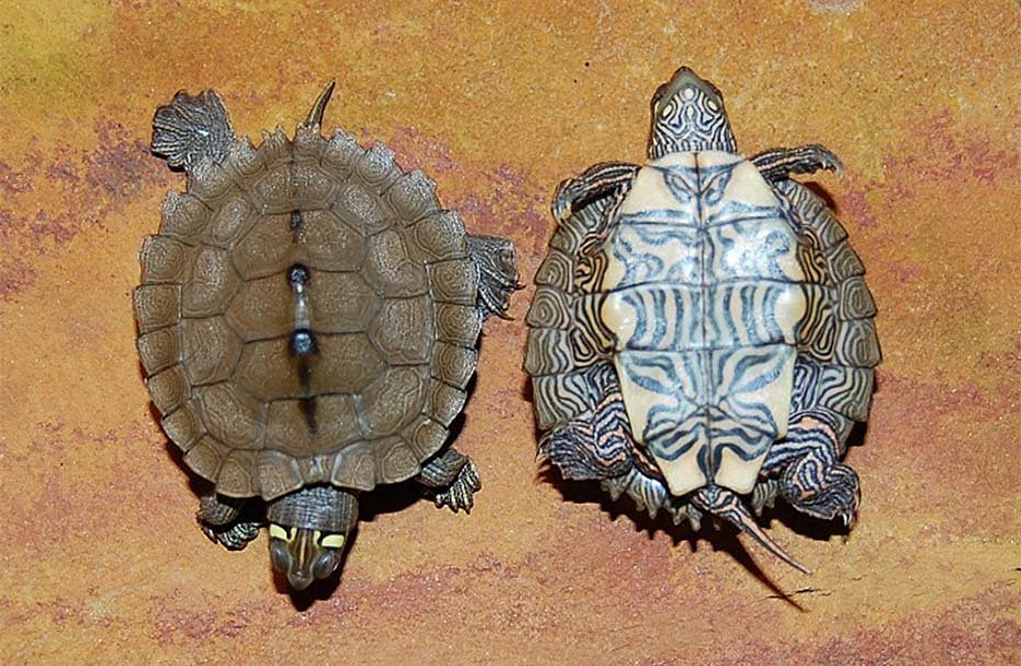 Two Ouachita Map Turtle top and bottom view