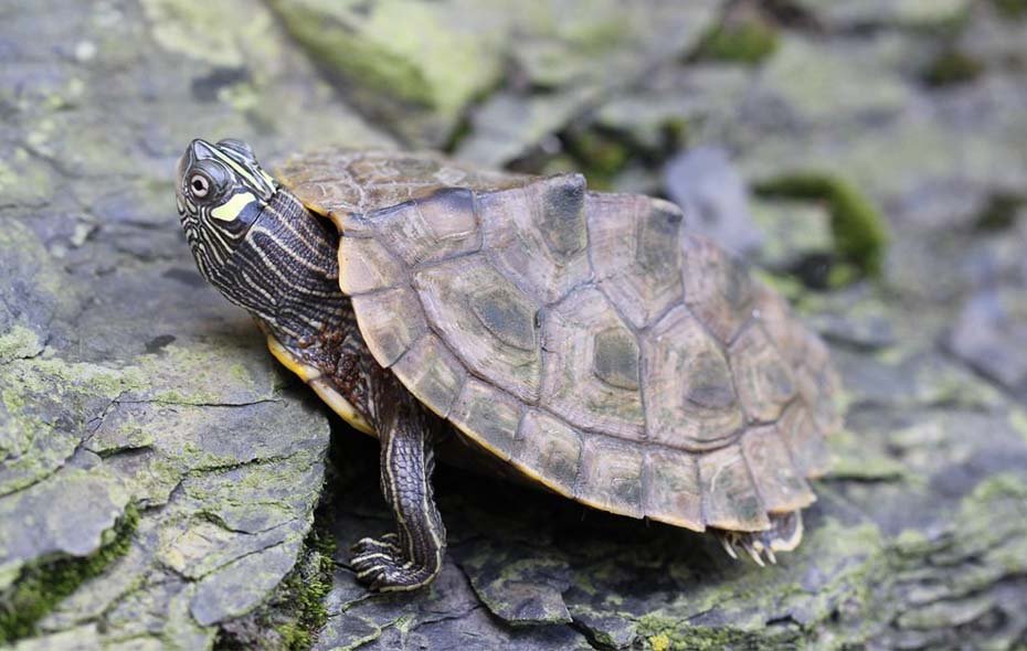 Ouachita Map Turtle in Habitat