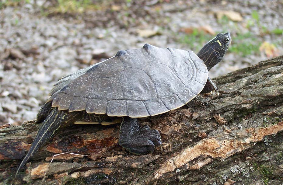 Ouachita Map Turtle in the wild