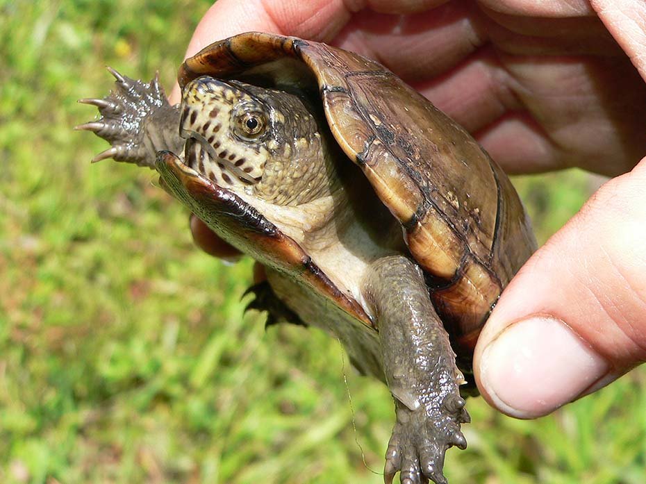 Eastern Mud Turtle Hand Held