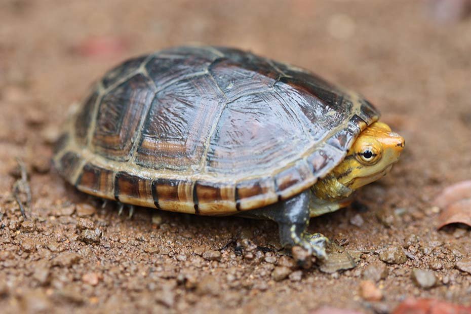 Eastern Mud Turtle in habitat