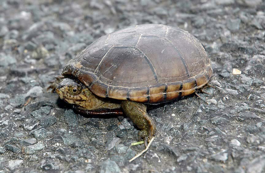Eastern Mud Turtle in the wild