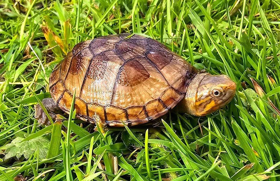Scorpion Mud Turtle on grass