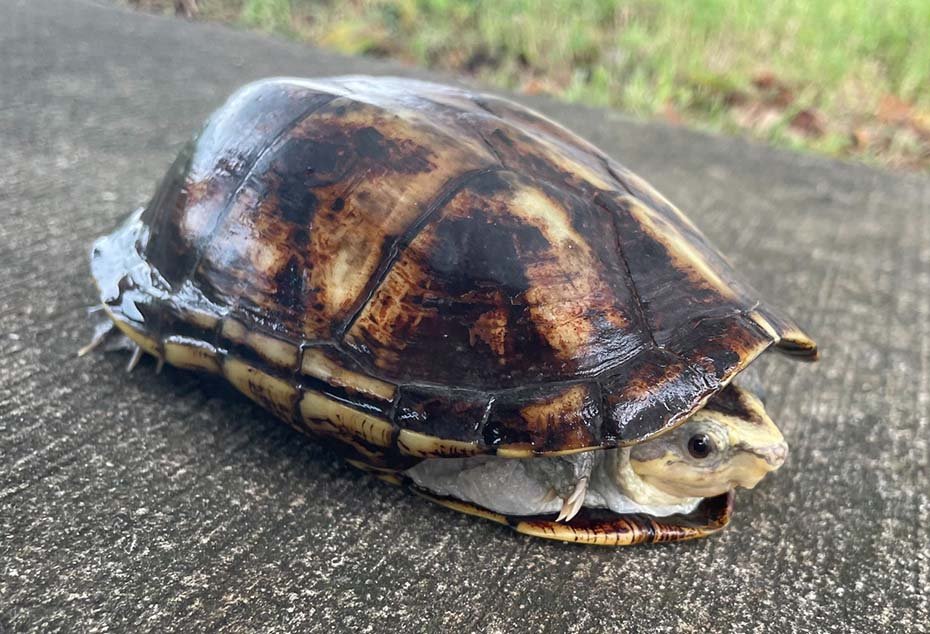 Scorpion Mud Turtle in the wild