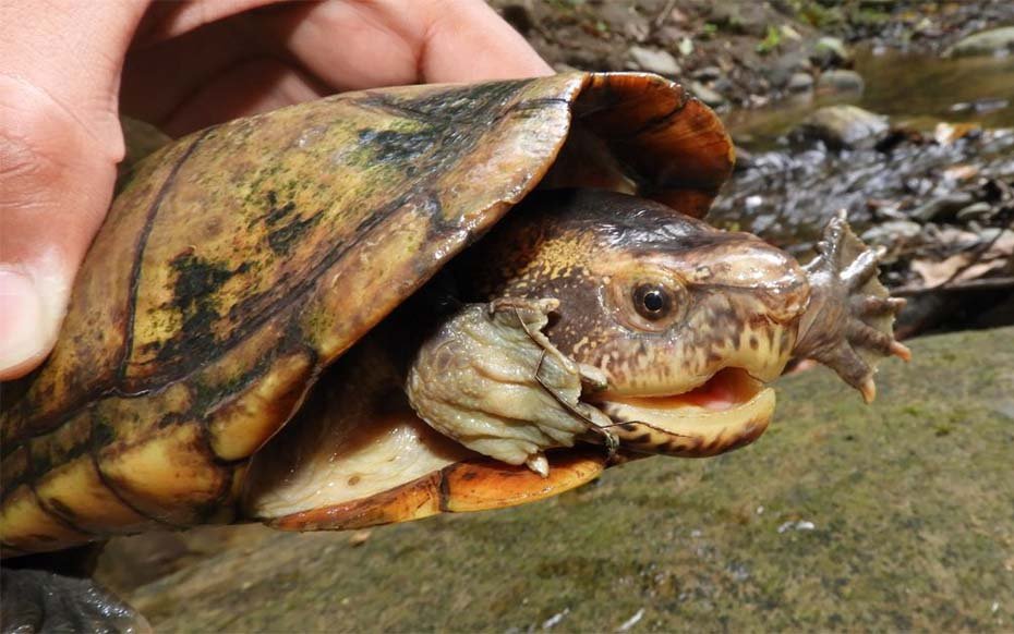 Scorpion Mud Turtle hand held